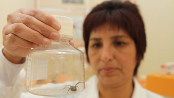 La araña de casera contiene