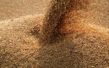 La harina derivada de la